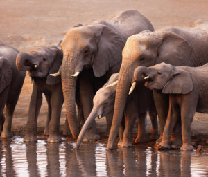 Small Group Wildlife and Dunes Tour of Namibia