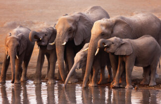 Small Group Wildlife and Dunes Tour of Namibia