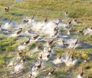 Wilderness and Wildlife of Botswana with Victoria Falls