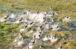 Wilderness and Wildlife of Botswana with Victoria Falls