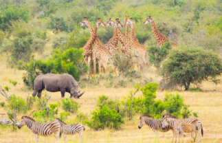 South Africa, Namibia and Botswana Nature Tour with Falls