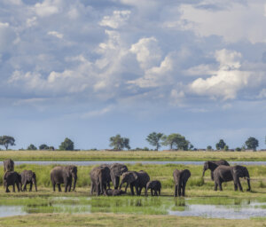 Nature and Safari Tour of Botswana and Namibia with Victoria Falls