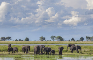 Nature and Safari Tour of Botswana and Namibia with Victoria Falls