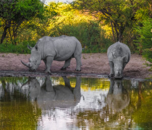 Wilderness and Wildlife of Botswana with Victoria Falls