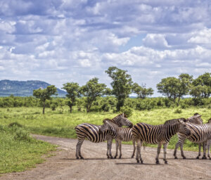 Tour of Kruger National Park