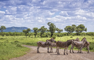 Tour of Kruger National Park