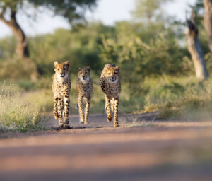 Tour of Kruger National Park