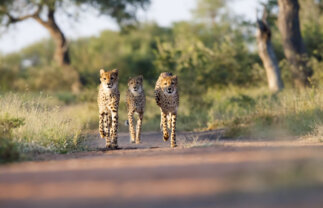 Tour of Kruger National Park