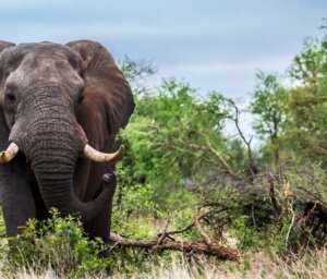 Wildlife Tour of Kruger and Namibia