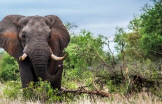 Wildlife Tour of Kruger and Namibia