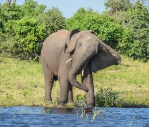 Tour of Botswana and Victoria Falls