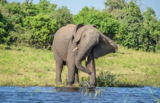 Tour of Botswana and Victoria Falls