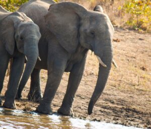 Cities and Wildlife of Southern Africa