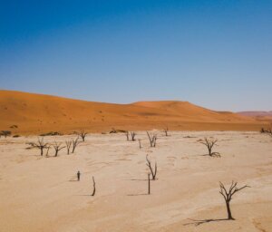 Nature Tour of Namibia and Victoria Falls