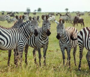 Wildlife Tour of South Africa, Botswana and Zimbabwe