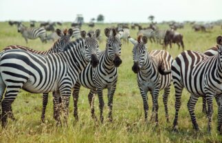 Wildlife Tour of South Africa, Botswana and Zimbabwe