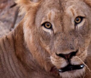 Tour of Kruger National Park