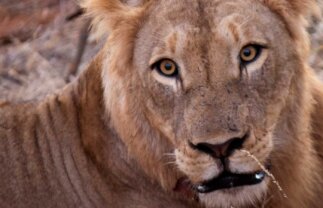 Tour of Kruger National Park