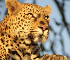 Wildlife Tour of Kruger and Namibia