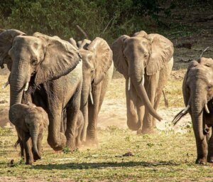 Wildlife Tour of Africa