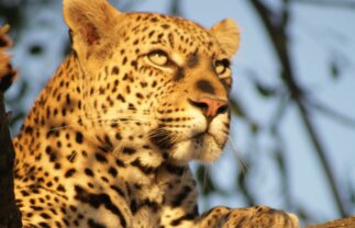 Kruger Safari, Namibia, and Victoria Falls