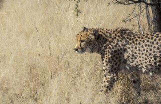 Nature Tour of Namibia and Victoria Falls