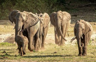 South Africa to Kenya: Natural Wonders and Wildlife