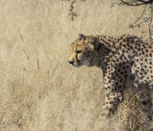 Wildlife Tour of Kruger and Namibia