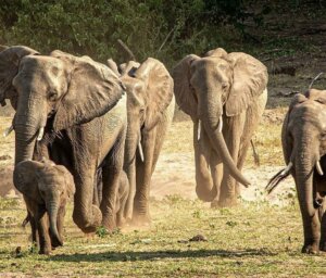 Wildlife Tour of South Africa, Botswana and Zimbabwe