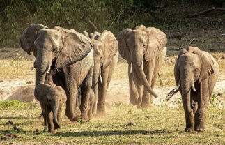 Southern Africa National Parks Adventure