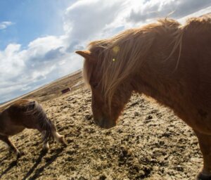 Short Break Tour of Reykjavik – Summer