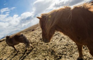 Short Break Tour of Reykjavik – Summer