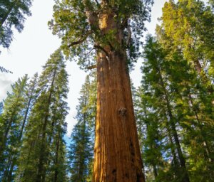 American West National Parks Camping Tour