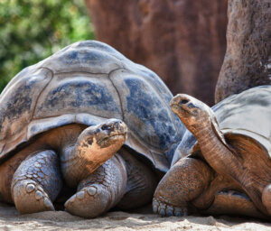 Galapagos Island Adventure for Young Travellers