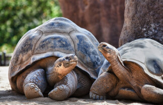 Galapagos Island Adventure for Young Travellers