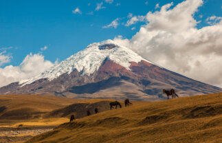 Small Group Tour of the Ecuadorian Andes