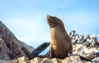 18-to-35 Peruvian Coastal and Foodie Holiday