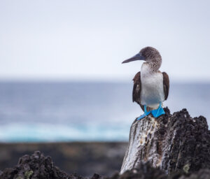 Week-Long Eastern Galapagos Boat Tour