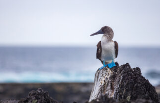 Week-Long Eastern Galapagos Boat Tour