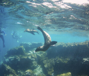 Complete Sailing Tour of the Galapagos