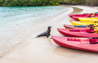 Active Tour of the Galapagos with Quito