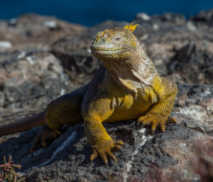 Hiking & Snorkelling Galapagos Islands Sailing Tour