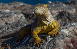 Hiking & Snorkelling Galapagos Islands Sailing Tour