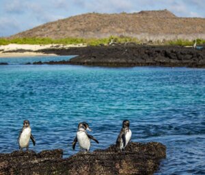 Sailing Tour of the Galapagos: Central & Eastern Islands