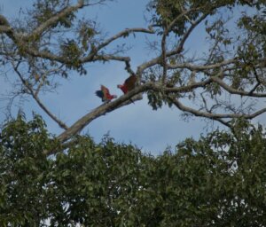 Ecuador Cultural Experience: Local Living in the Amazon