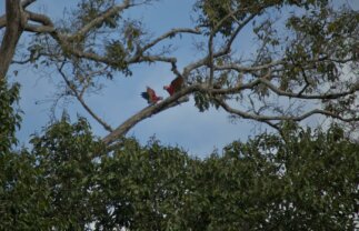 Ecuador Cultural Experience: Local Living in the Amazon