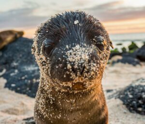 Galapagos West & Central Islands Sailing from Quito