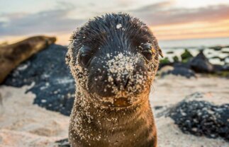 Galapagos West & Central Islands Sailing from Quito