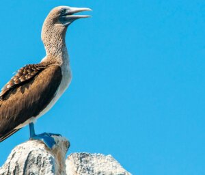 Galapagos West & Central Islands Sailing Tour (Cruise Only)