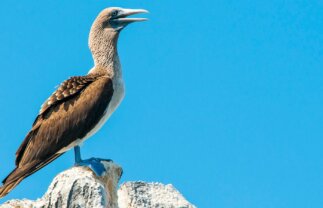 Galapagos West & Central Islands Sailing Tour (Cruise Only)